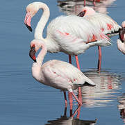 Lesser Flamingo