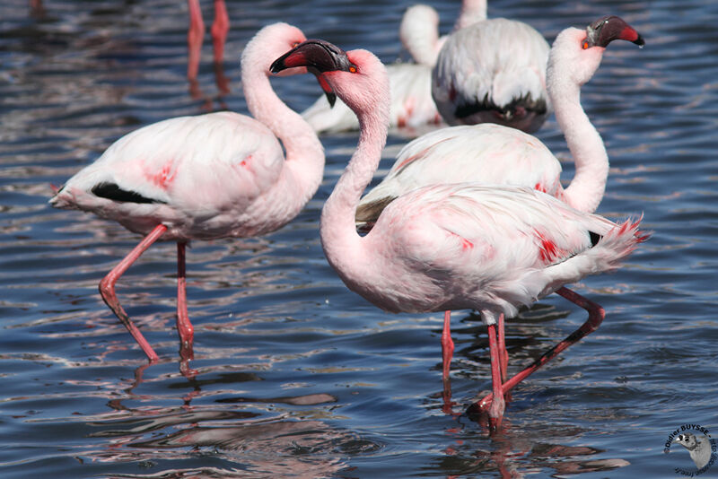Lesser Flamingo, identification