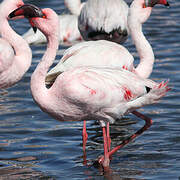 Lesser Flamingo