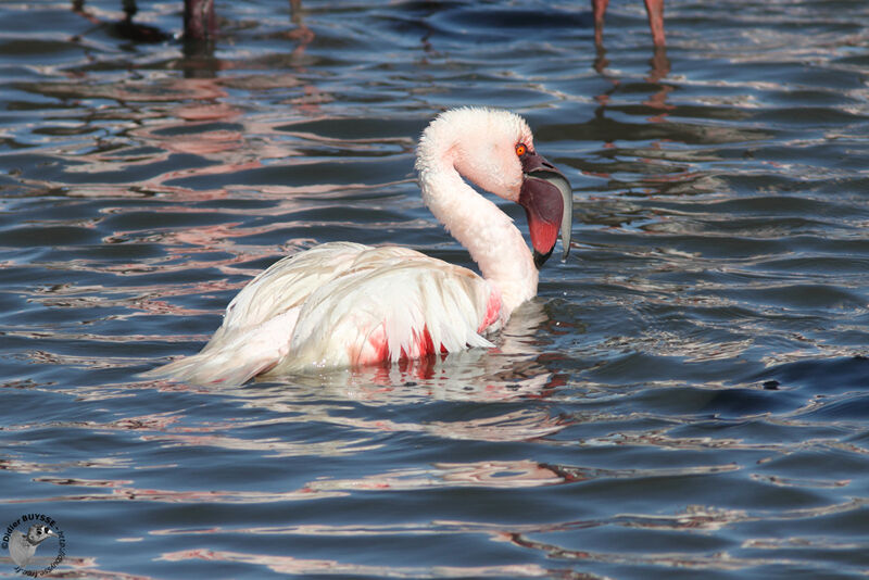 Flamant nainadulte, identification, Comportement