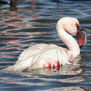 Lesser Flamingo