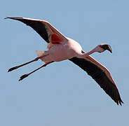 Lesser Flamingo