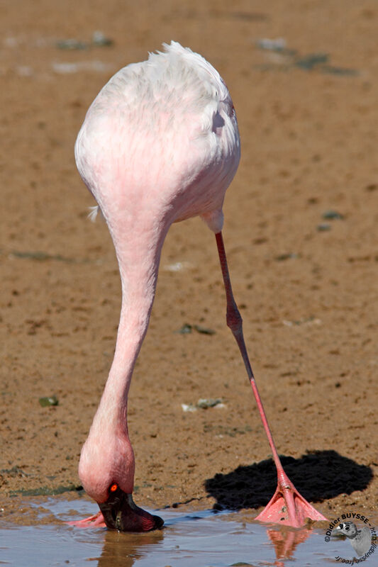 Lesser Flamingoadult, identification, Behaviour