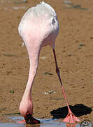 Lesser Flamingo