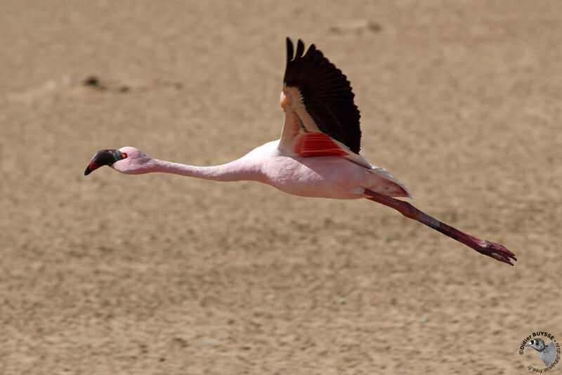 Lesser Flamingoadult, Flight