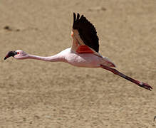 Lesser Flamingo