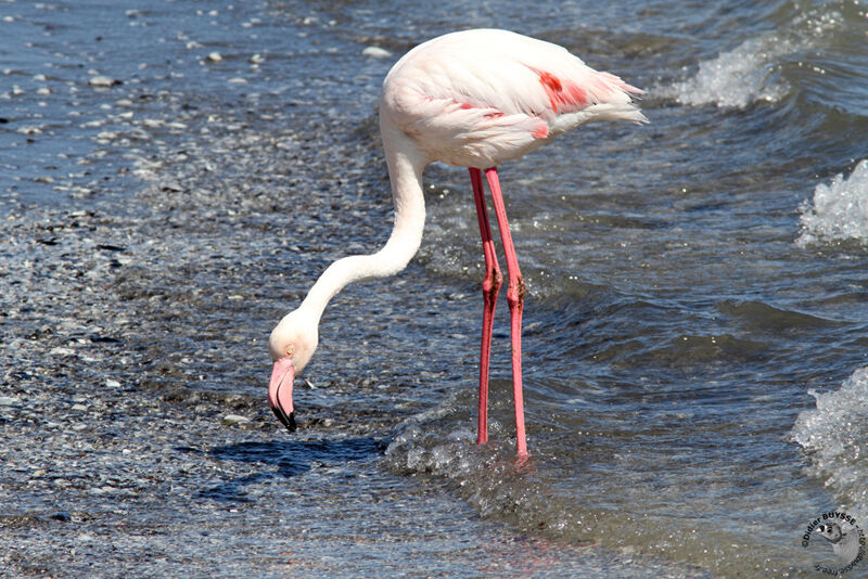 Flamant roseadulte, identification