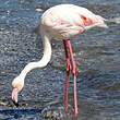 Flamant rose