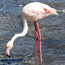 Flamant rose