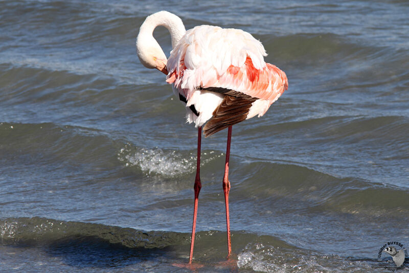 Flamant roseadulte, identification, Comportement