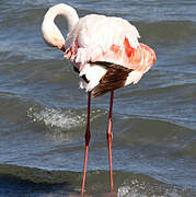 Flamant rose