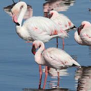 Greater Flamingo