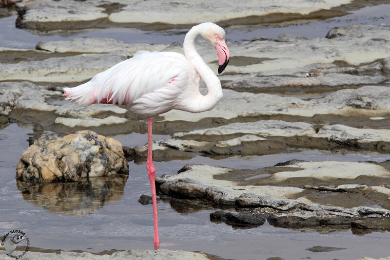 Flamant roseadulte, identification