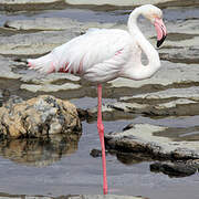 Flamant rose