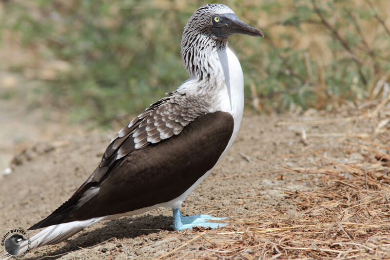 Blue-footed Boobyadult breeding, identification