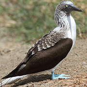 Blue-footed Booby