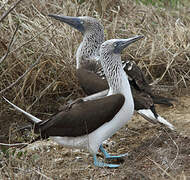 Blue-footed Booby