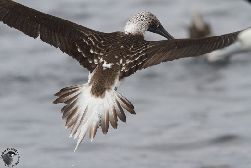 Blue-footed Boobyadult, Flight