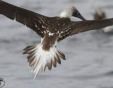 Blue-footed Booby