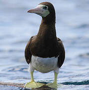 Brown Booby