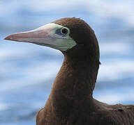 Brown Booby