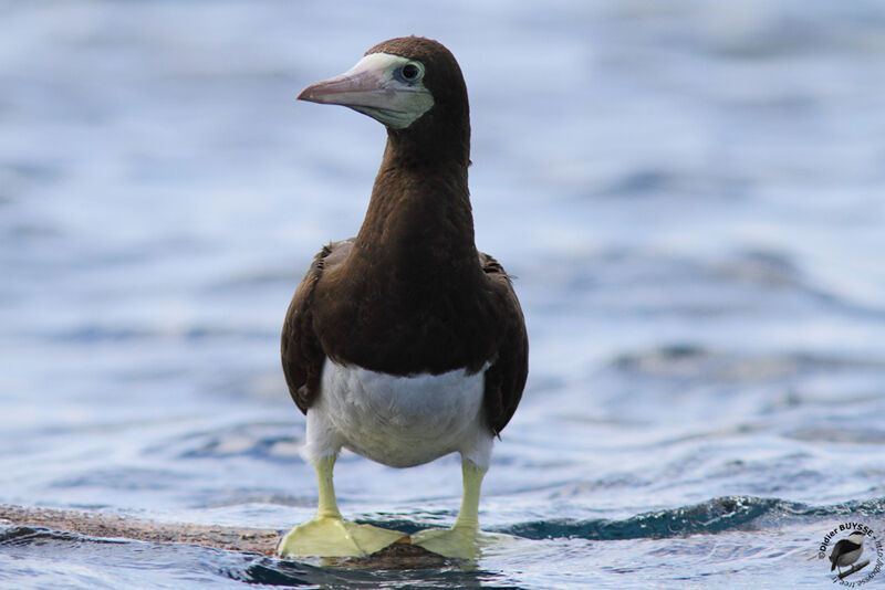 Cocos Booby adult, identification