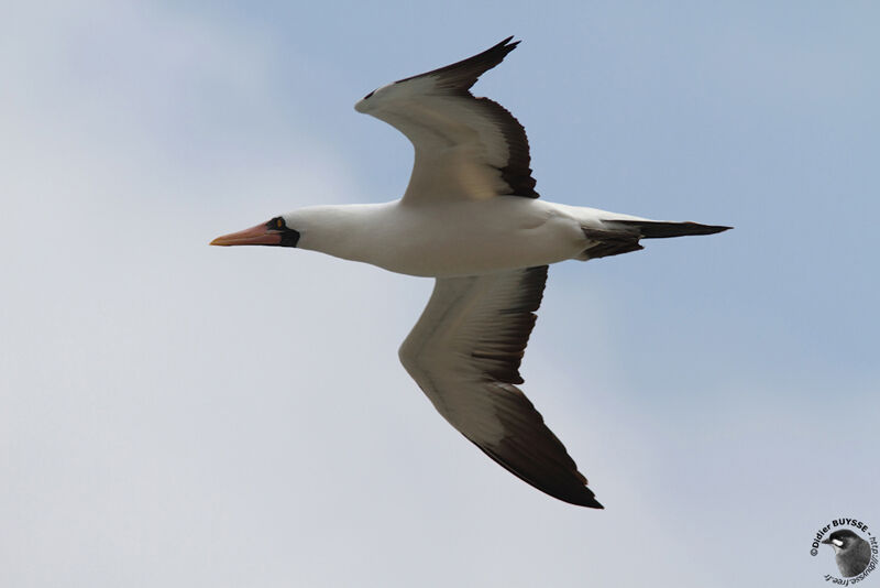 Nazca Boobyadult breeding, Flight