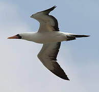 Nazca Booby