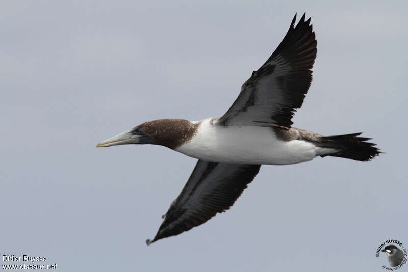 Nazca Boobyimmature, Flight