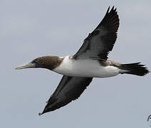 Nazca Booby