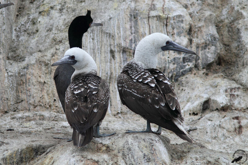 Peruvian Boobyadult, identification