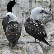 Peruvian Booby