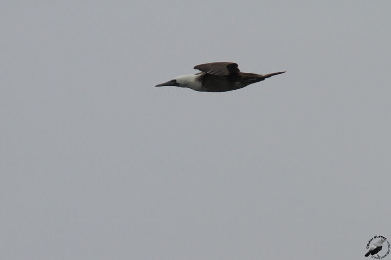 Peruvian Booby, Flight