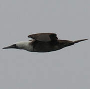 Peruvian Booby