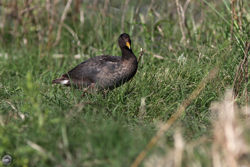 Foulque à front rougeadulte, habitat