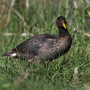 Red-fronted Coot