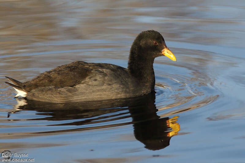 Red-fronted Cootimmature, identification