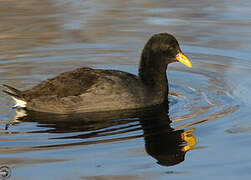 Red-fronted Coot