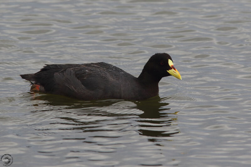 Red-gartered Cootadult, identification, swimming