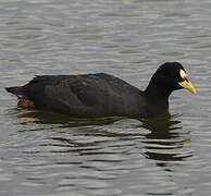 Red-gartered Coot