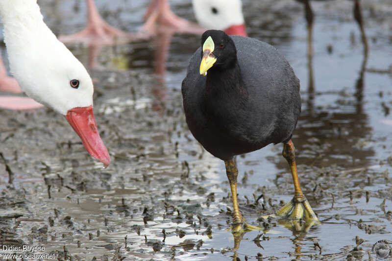 Red-gartered Cootadult, pigmentation, walking