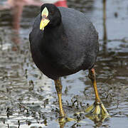 Red-gartered Coot