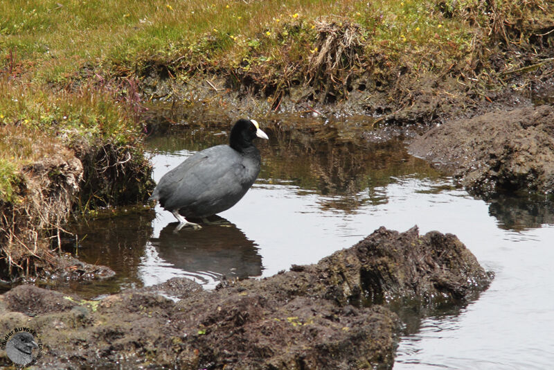 Andean Cootadult, identification