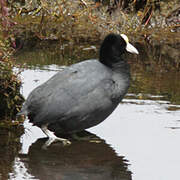 Andean Coot