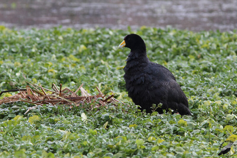 Foulque ardoiséeadulte, identification