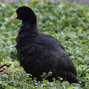 Andean Coot