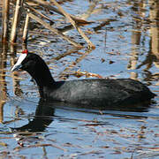 Red-knobbed Coot