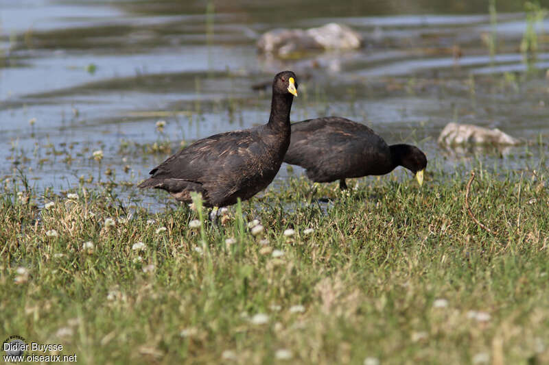 Foulque leucoptèreadulte, habitat, mange