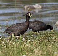 White-winged Coot