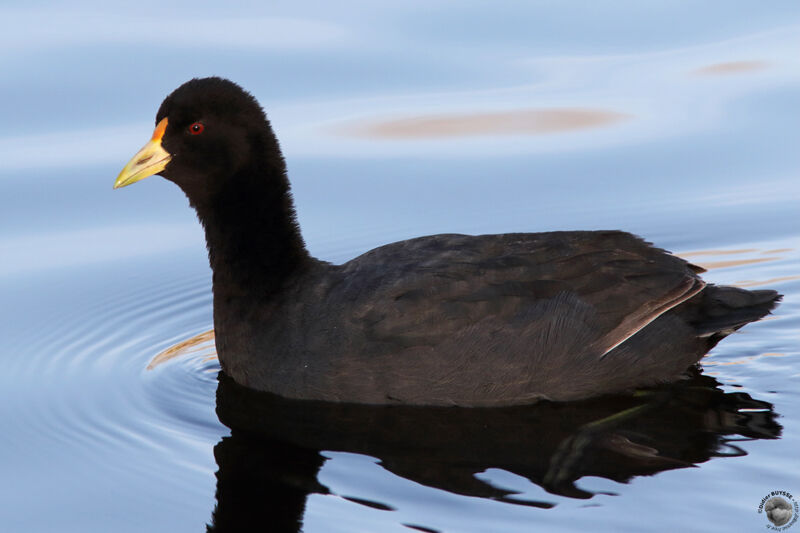 White-winged Coot, identification